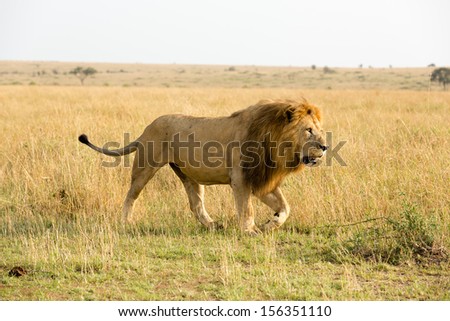 Big Male Lion, Masai Mara, Kenya
