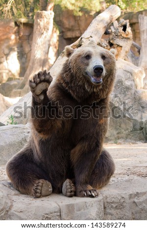 Friendly Brown Bear Sitting And Waving A Paw In The Zoo