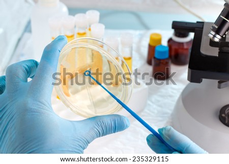 microbiologist hand cultivating a petri dish whit inoculation loops, beside a microscope and at background tubes and tools of laboratory / lab technician holding a petri dish
