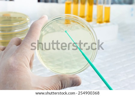 hand of microbiologist cultivating a petri dish whit inoculation loops and at background tubes and tools of laboratory / scientist with a hand holding a petri dish and the other an loopful