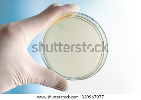 hand of microbiologist holding petri plate at background blue and white / scientist with hand holding petri dish