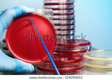 hand with an inoculating loop by a culture in the microbiology laboratory / hand of a technician inoculating a sample in a petri dish in laboratory