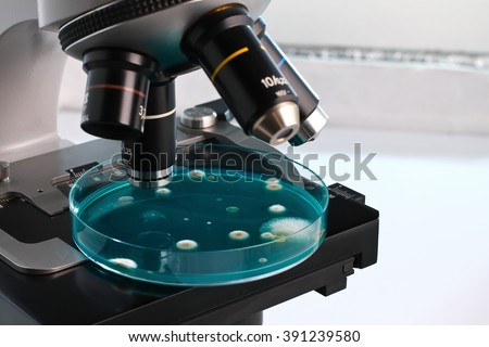 petri plate in micro on workbench of lab / petri dish in the laboratory microscope