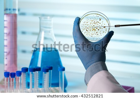taking a sample from a petri dish / technician holding a petri dish in the biological lab