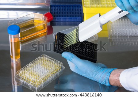 work with cell cultures under sterile cabinet / technician working in the laboratory pipetting samples in microplates in the sterile hood