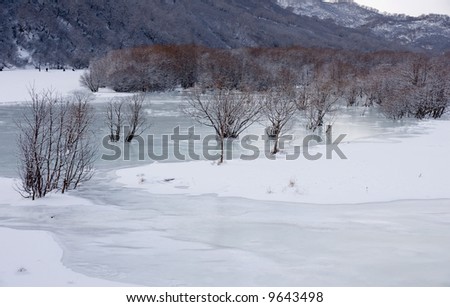 tree cost under ice in river