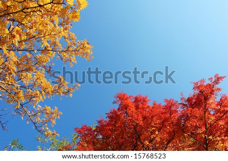 red, yellow rowanberry leaves against blue sky