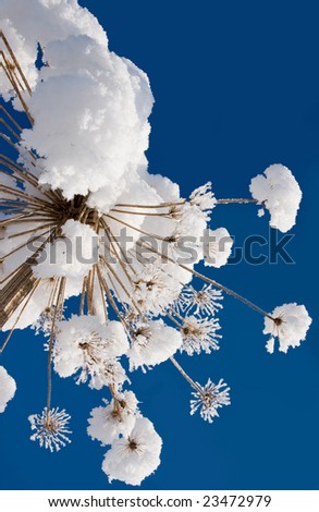 white snow caps of the dry brown grass on background of the blue sky