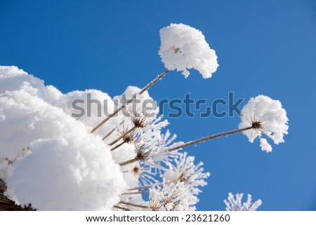 white snow caps of the dry brown grass on background of the blue sky