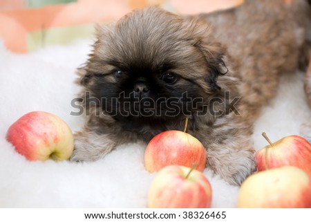 cute little pekingese puppy and apple on violet background