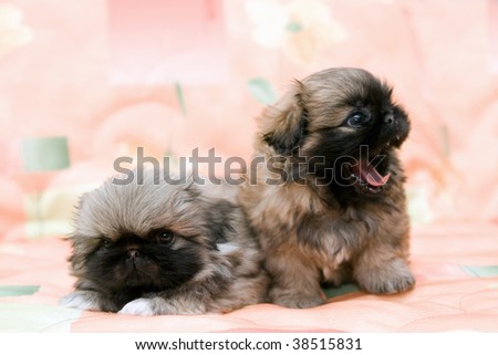 Little Pekingese