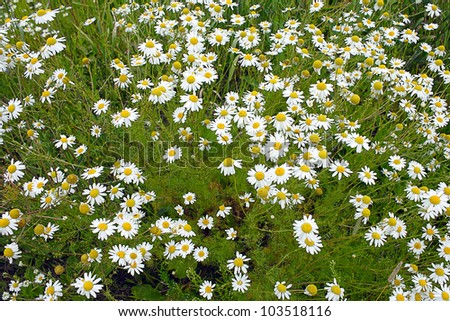Flowering wild Matricaria recutita on the meadow in Western Siberia