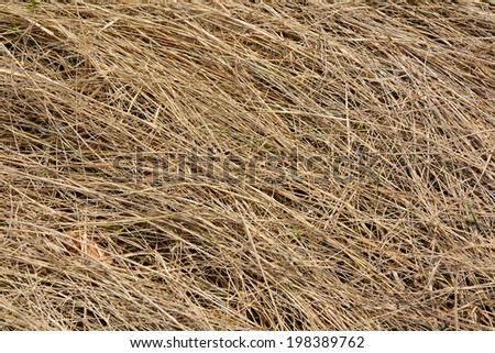 Early spring, the texture of dry last year\'s grass in the sunshine