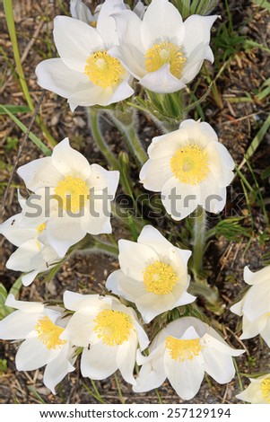 Pasqueflower or Sleep-grass ( Pulsatilla patens) one of the spring primrose in Western Siberia