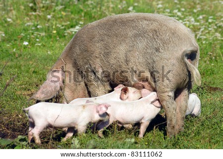 Pig grazing in green meadow, and feeds his four young pigs