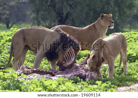 After the hunt - lions eating in their habitat