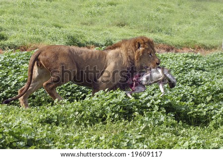 The hunt - a lion hunting in his habitat
