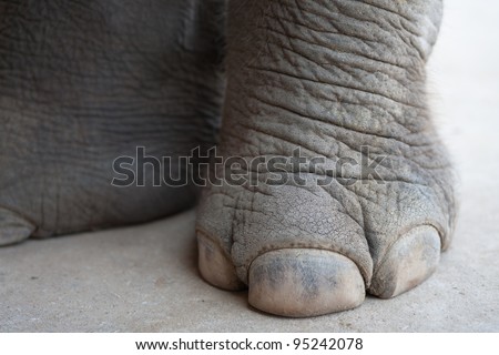 Foot of Elephant