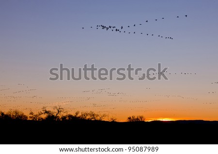 Sand hill cranes flying at sunrise