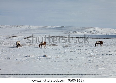 Horses feeding in snow covered field