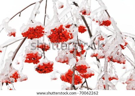 Branches of mountain ash in the ice