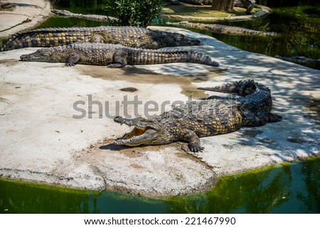 crocodiles fighting for food in park