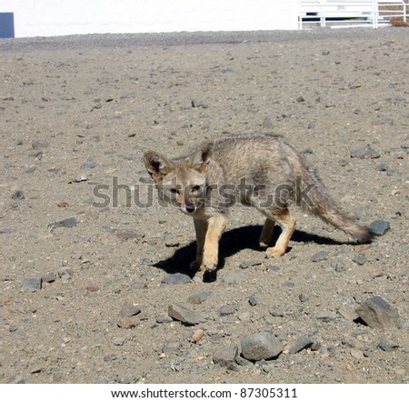 Chile: an Atacama Desert fox comes to visit the European Southern Observatory telescopes in La Silla. Known also as South American gray fox (Lycalopex griseus), Patagonian fox,or Pseudalopex griseus.