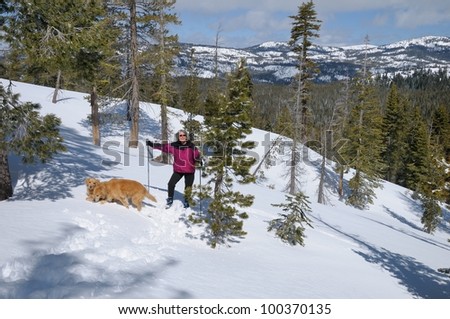 Woman and Golden Retrievers skiing in back country of Sierra Nevada mountains