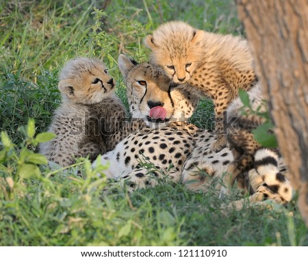 Cheetah mother and cubs at Serengeti National Park in Tanzania