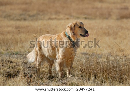 Golden Retriever in field