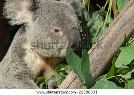 Koala bear in eucalyptus tree