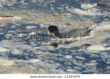 American Coot in polluted water