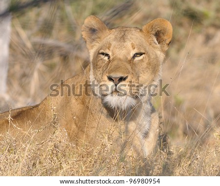 Female lion hunting in Khwai area of Botswana, Africa