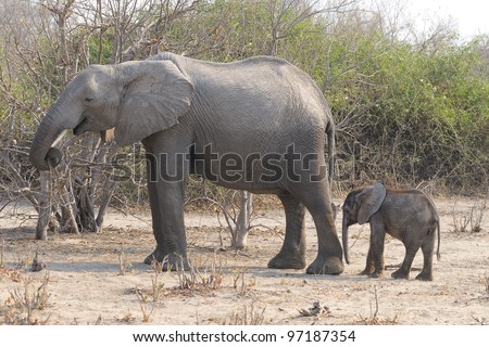Elephant mother and calf at Chobe national park in Botswana Africa