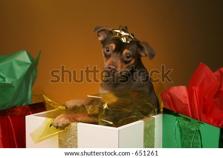 holiday puppy present