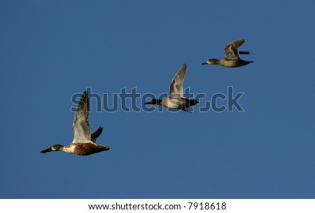 Canadian geese travel threw scenic blue sky as they migrate