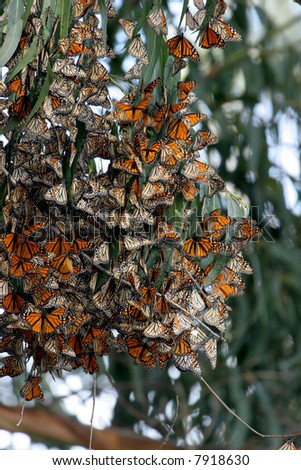 Monarch Butterflies gather in large groups during migration to the central coast in trees that provide a tranquil area for the insect to develop into the next stage of life