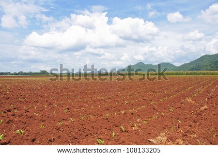 preparation of soil cultivation in Suwan farm, Thailand