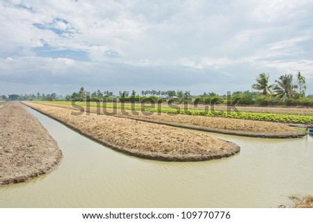 soil preparation land for lettuce cultivation farm in Thailand.