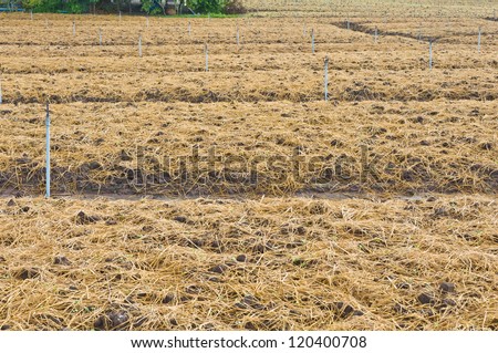 soil preparation land for vegetable cultivation farm in Thailand.