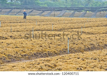 soil preparation land for vegetable cultivation farm in Thailand.