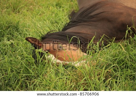 Very tired young horse taking a nap in the grass.