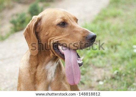 tired hound with long tongue