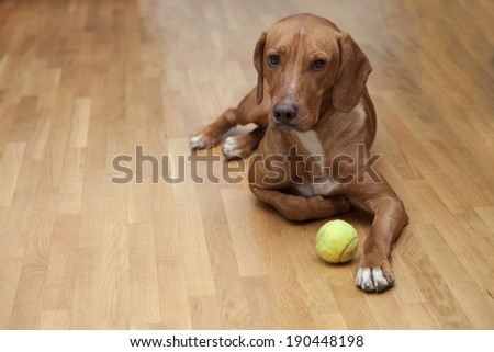 Dog waiting to play in house