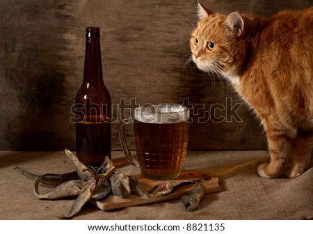 The red Cat looks at beer and fish