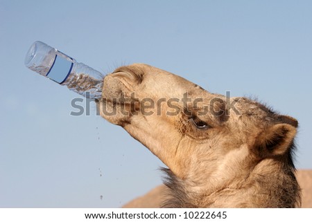 stock-photo-the-camel-drinks-water-from-a-plastic-bottle-10222645.jpg