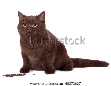 British Chocolate Cat