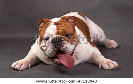The English bulldog on a color background