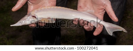ornamental albino sturgeon fish in hands