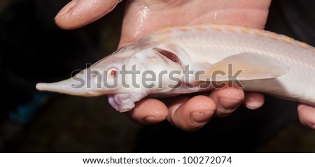 ornamental albino sturgeon fish in hand - head in detail with red eye
